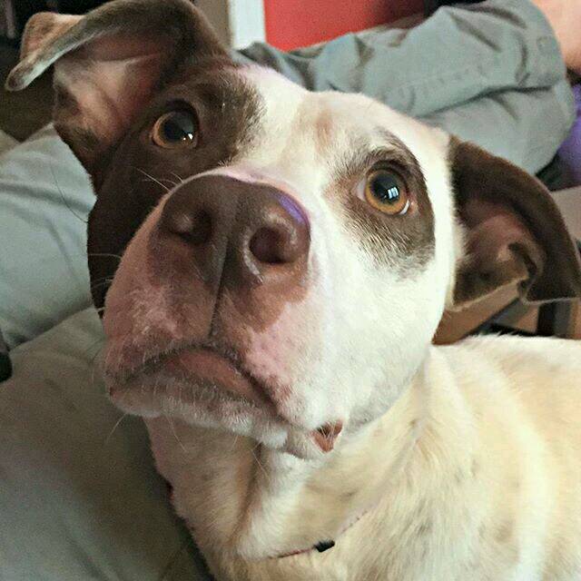 Ruraldogrescue's tweet photo. Meet Lulu today between 12-2pm at Howl to the Chief! #rdrlulu #adoptdc #ruraldogrescue https://t.co/yFTbGqzujT
