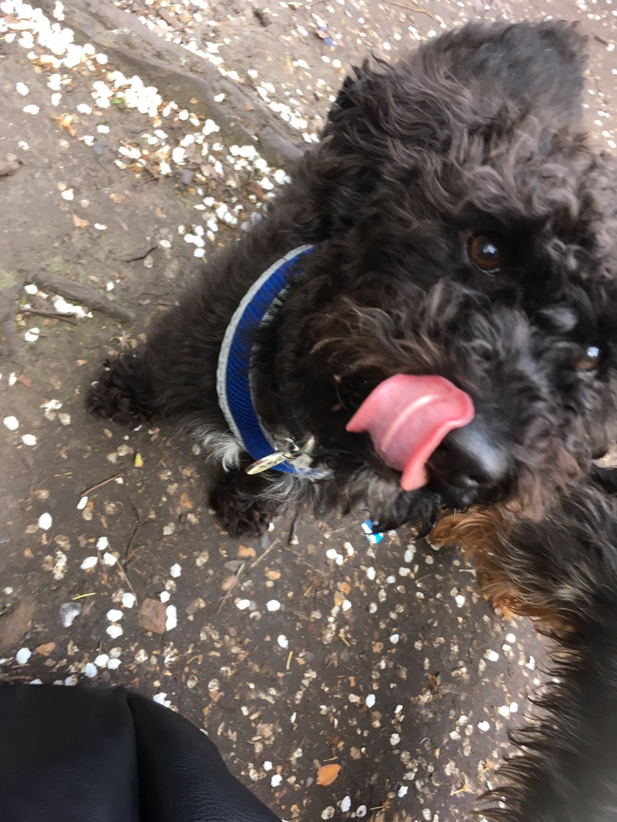 SandraLema78's tweet photo. A #Common walk in the park with my pooches #D4 (aka:#Defore) & #Buddy ๐ค๐ https://t.co/Sdnfhei4Hb
