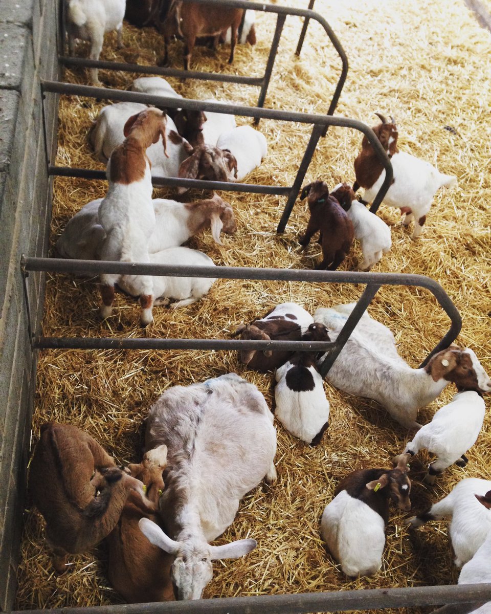 MoatGoats's tweet photo. The goats enjoying a lazy Sunday #pyjamaday #farming https://t.co/HgPAjtfS6n