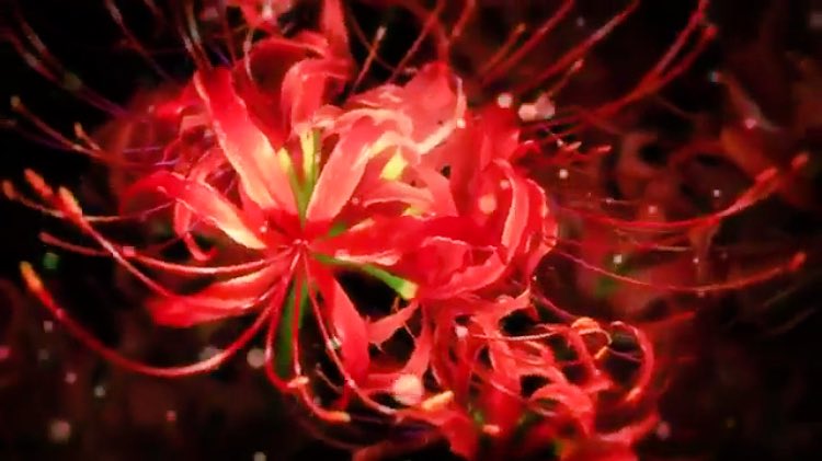 りさ オルフェンズ2期のオープニングで印象に残る赤い彼岸花 赤い彼岸花の花言葉は 情熱 独立 再開 あきらめ 悲しい思い出 思うはあなた一人 また会う日を楽しみに これ完全に2期の鉄華団じゃないですか 彼岸花を目に写した強い視線の三日月の描写