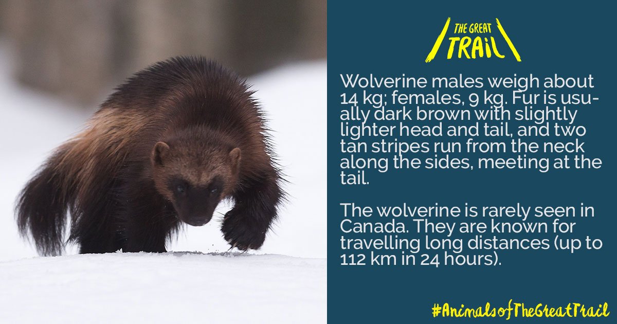 TCTrail's tweet photo. Wolverine, or carcajou (Gulo gulo), is the largest of the weasels, resembles a powerful miniature bear. #AOTGT #Wolverine https://t.co/bCLGBFGEj0