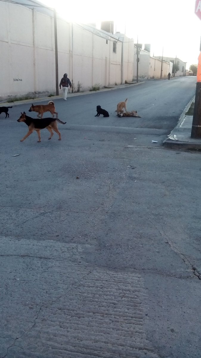 CICsal's tweet photo. *ANIMAL* perros callejeros todo el día col. Nazario Ortiz #Saltillo 9:53 vía @JuanAnt64975541 @DSaludSaltillo https://t.co/cO9Rn6S3mi