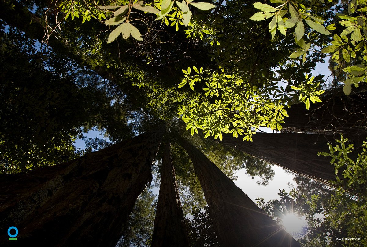 ConservationOrg's tweet image. "The woods are lovely, dark &amp;amp; deep,   
But I have promises to keep,   
&amp;amp;miles to go before I sleep"
—Robert Frost conservation.org/forests