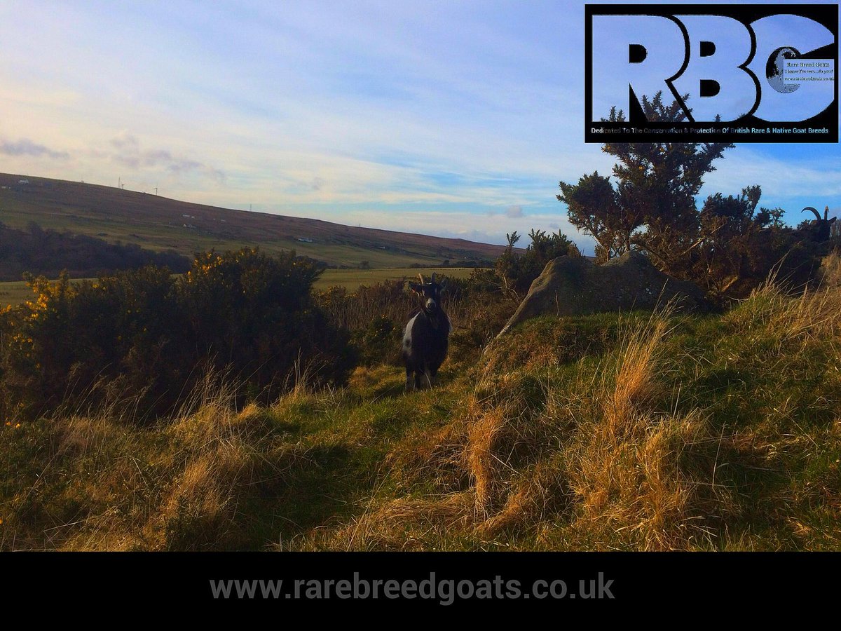 RareBreedGoats's tweet photo. It's been a glorious day here in Caithness. Ideal exploring weather for our British Primitive Goats  #rarebreedgoats #britishprimitivegoats https://t.co/SqzTjYSADu