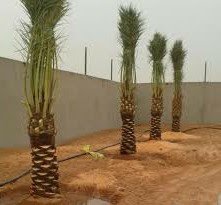 shbock1's tweet photo. #امطار_الرياض
مقاول شبوك وتوريد نخيل 0554689106 https://t.co/cuxCmlh2W2