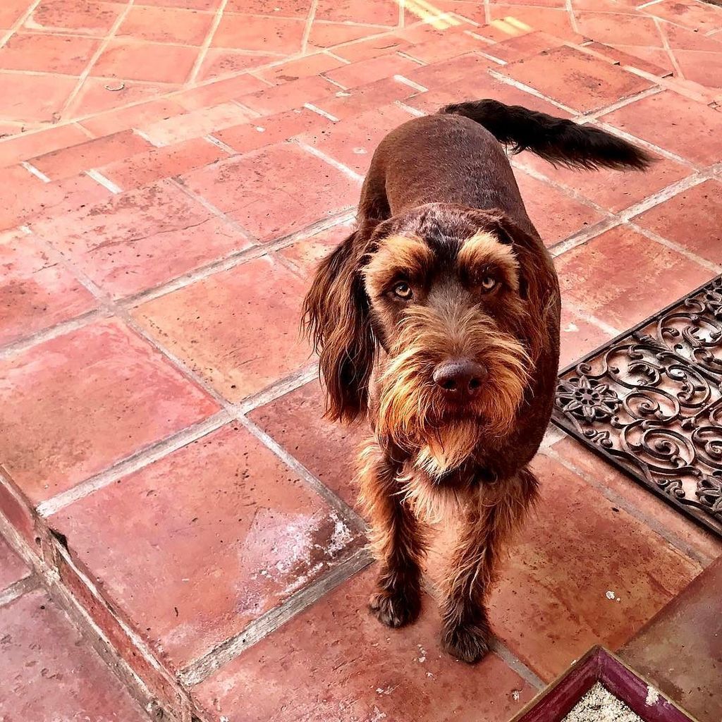 labraniche's tweet photo. a wonderful springlike sunday #californiadog #labradoodle #labradoodlesofinstagram #spain … https://t.co/Xg3KHFJV79 https://t.co/z6fz0RA44c