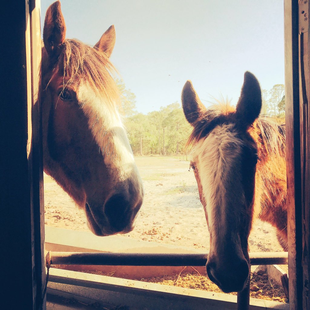 OrlandoUniversa's tweet photo. @rmeaghan @TheJennTracker @thetimtracker @Ears2YouVlog Here's another cute pic of the clydesdale mom &amp; baby that Rob and I took last night. https://t.co/T46So8LxfI