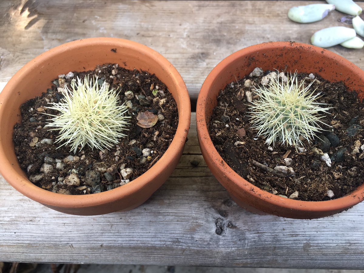 PhoenixPer's tweet photo. Only one gardener was harmed potting these monster #teddybearcholla. They attack! ๐ป ๐ต#Opuntia bigelovii #jumpingcholla #cholla #ouch #tears https://t.co/o4ckeXtzAS