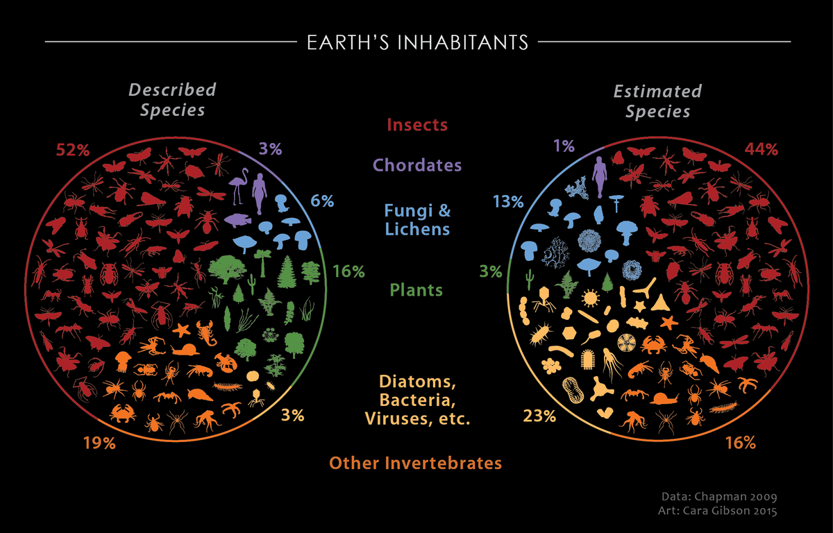 UAEnto's tweet photo. Why sequence yet /another/ chordate? Pls vote https://t.co/5qi7E8VtHD + RT #SeqtheBeetle to gain greater understanding of Earth's Diversity! https://t.co/1cLByBxdJH