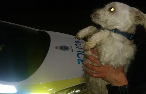 PoliceCrewe's tweet image. Two small white dogs have been found on Selworthy Drive in Crewe. If you know them please call 101 and quote inc 827 @CheshirePolice