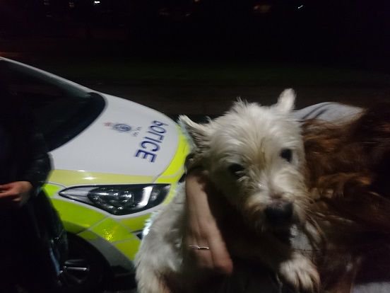 PoliceCrewe's tweet image. Two small white dogs have been found on Selworthy Drive in Crewe. If you know them please call 101 and quote inc 827 @CheshirePolice
