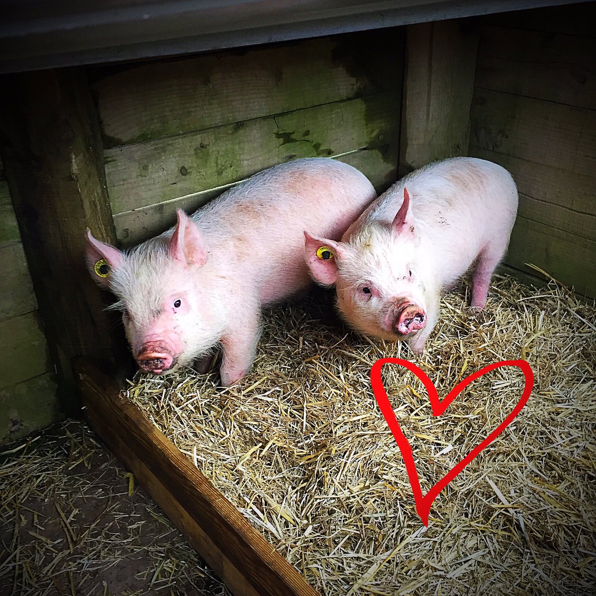 fishersmobile's tweet photo. We would like you to say hello to our new little #piglets Kim & Aggie
Welcome to the #fishersmobilefarm girls ! RT for a big welcome https://t.co/fHrSTllYpv