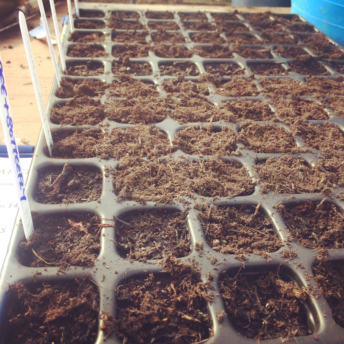 gardeningmagh's tweet photo. Seed sowing today at the garden! Time to pick what to grow. #giantveg #potonorplantout @kgardencooks @lyndsey_tavares @letscookandgrow https://t.co/wGSn2vIJvz