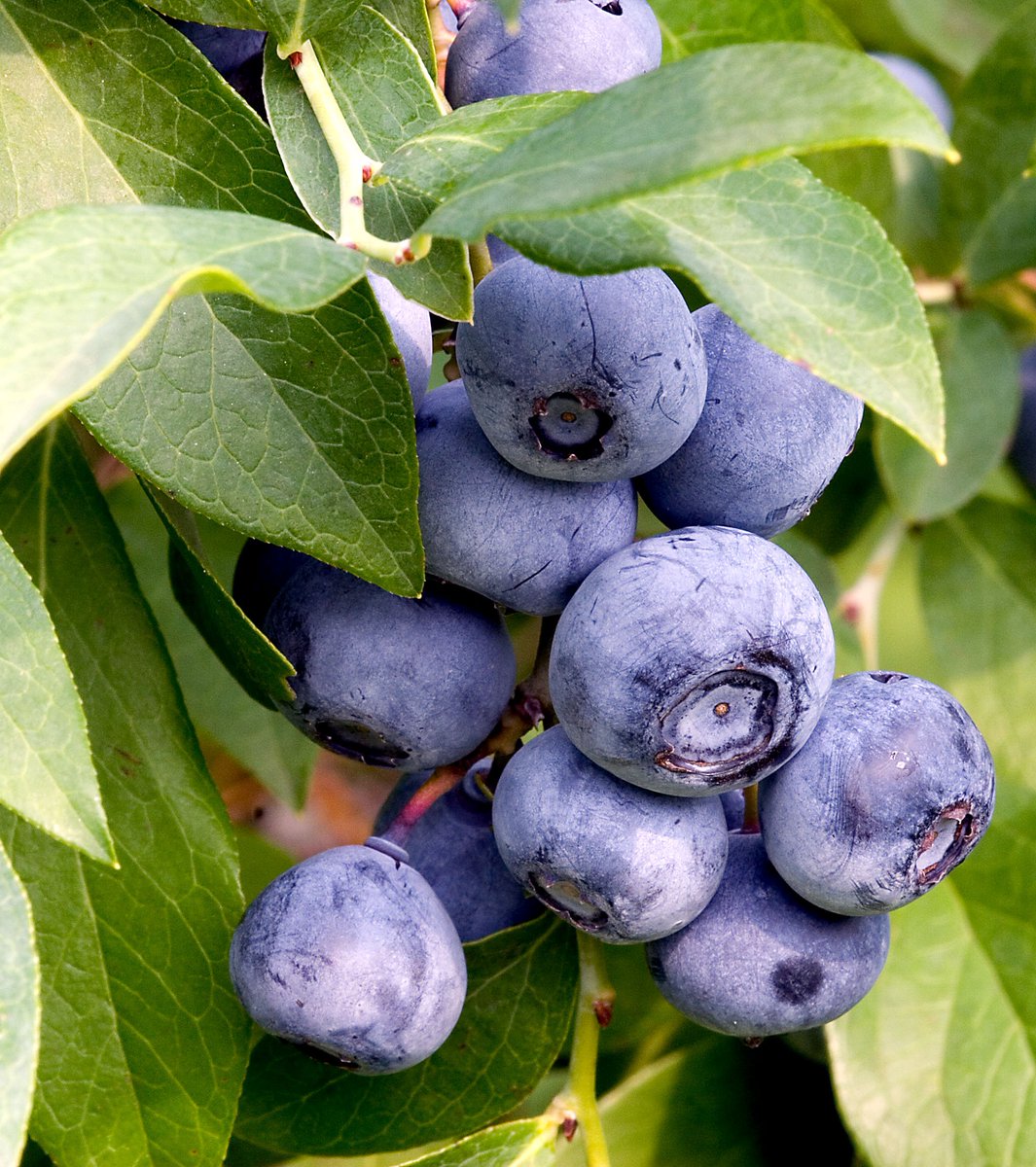 TheBIPH's tweet photo. #Blueberries found to reduce #BloodPressure and arterial stiffness: https://t.co/Ykb6lcEL8K https://t.co/BI6Wk9l1h7