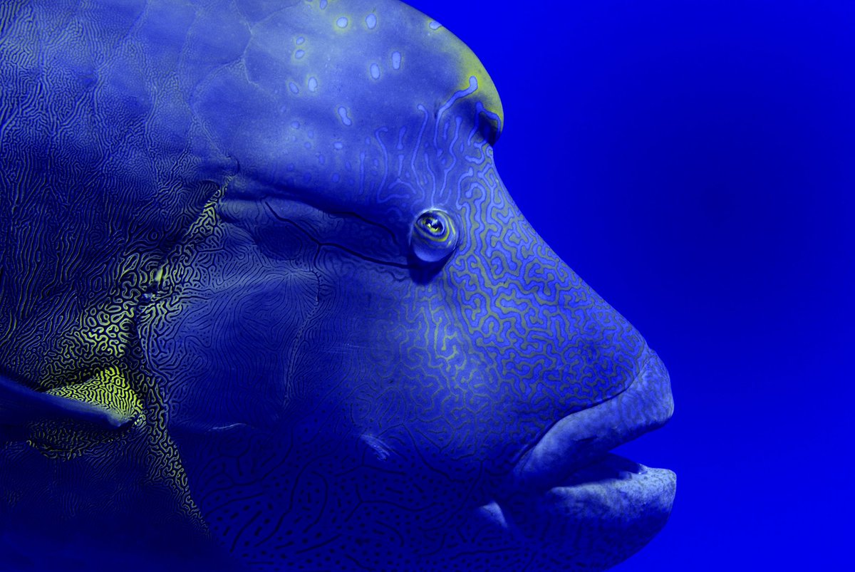 When are fish lips not funny? When they're a "delicacy" worth $20K—&amp; belong to an endangered species: bit.ly/2mK5DT9. 📷Graham Eaton