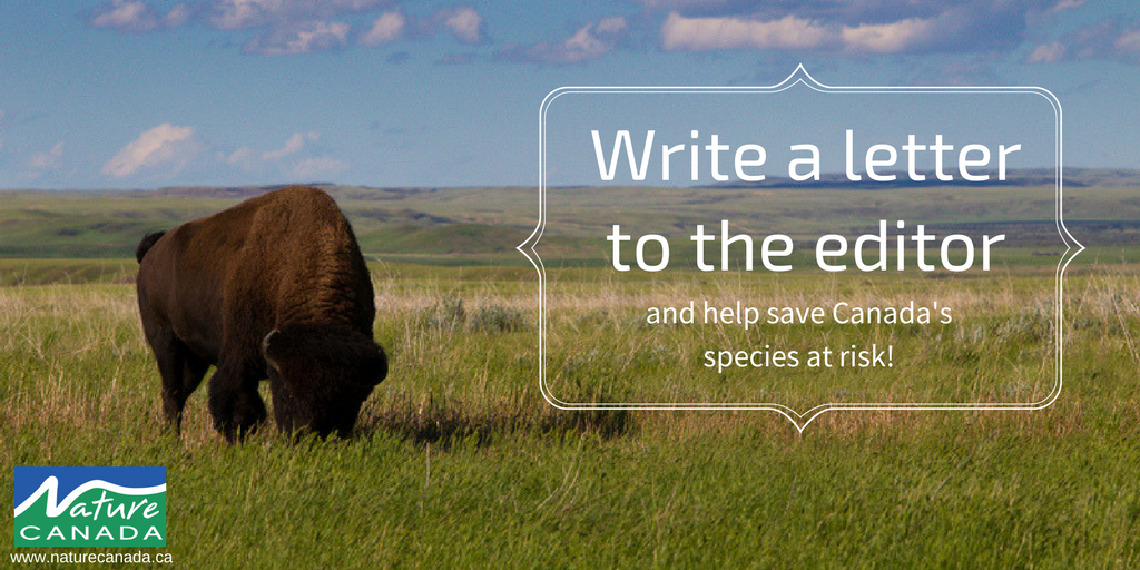 NatureCanada's tweet photo. For #Canada150, help change the lives of Canada’s species at risk by writing a letter to the editor. https://t.co/BuvyqWsgNr https://t.co/kNo0dtHOto