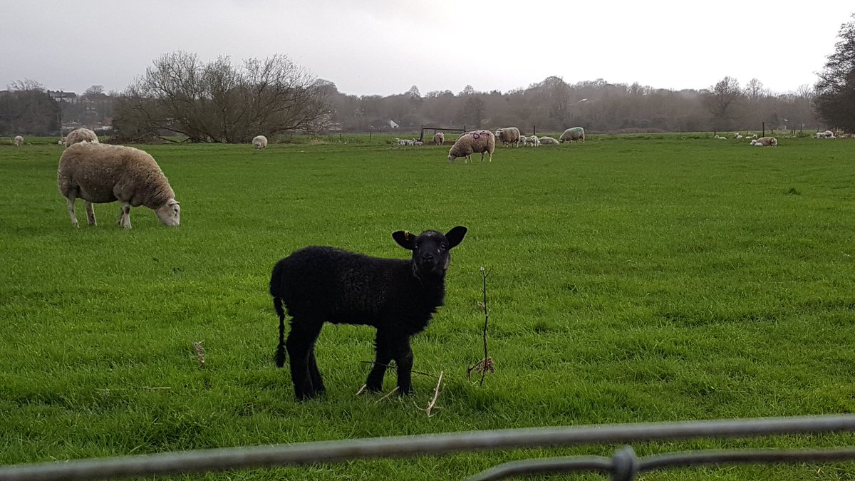GlosCats's tweet photo. Not a kitty, but a cute black baby sheep. ❤️ https://t.co/6rIJSRTanc