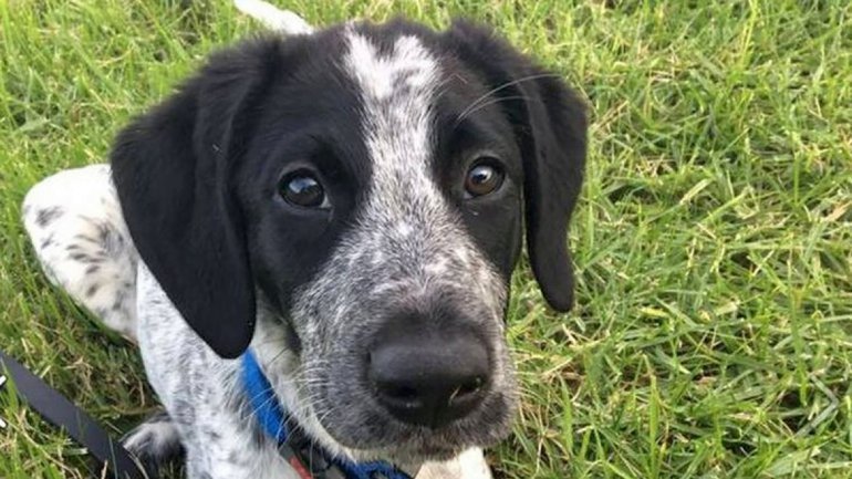 C5N's tweet photo. Indignante: Un perro demoró 16 vuelos en un aeropuerto y lo mataron https://t.co/9rekkOYYsB https://t.co/gy7wr6IWkZ