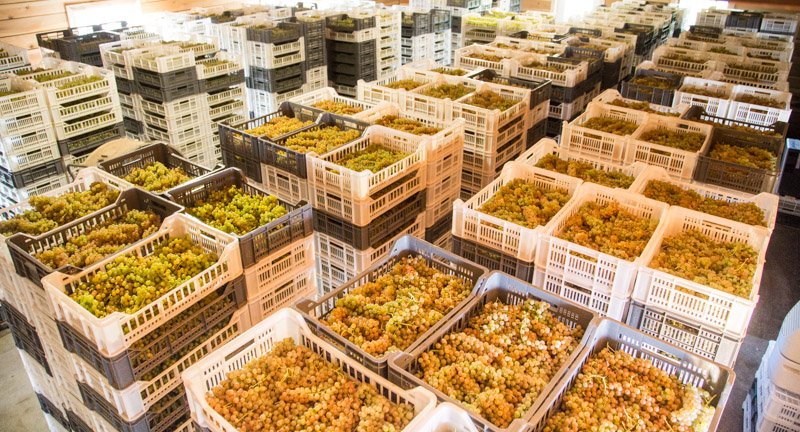 Air-drying our Estate-grown Moscato Ottanel and Vidal Blanc for Paxxito