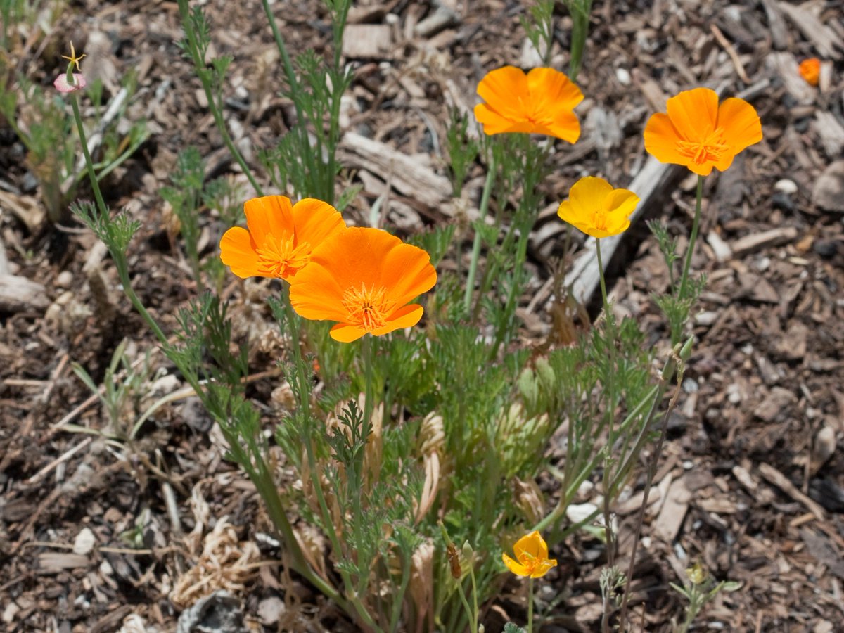 flowerduet's tweet photo. In case you missed the Poppy Sale at @TheodorePayne yesterday, attend the annual CA Native Plant Garden Tour! https://t.co/2lVPN2cfPY https://t.co/UqQnSMcgLY