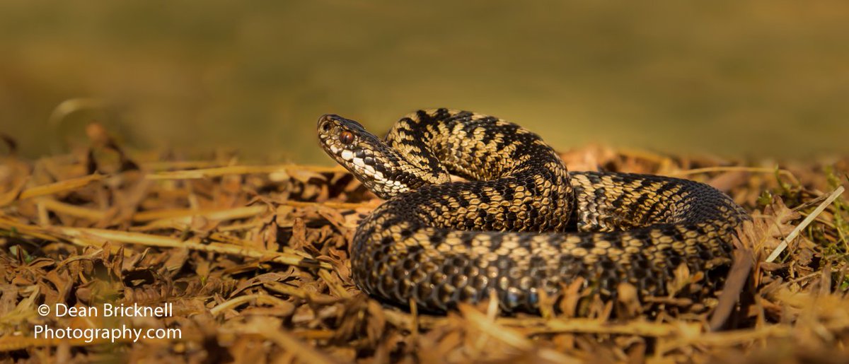 deanbricknell1's tweet photo. Adder, Its that time of year up early creeping about light under foot, 
©Dean Bricknell https://t.co/Fh3WWbNAHx