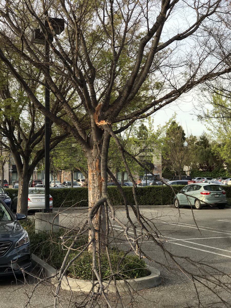 tsmullaney's tweet photo. Heading out from #SIGCIS2017 saw this upstanding citizen cut a tree in half through negligence and this monstrosity-on-wheels cc #boxouse https://t.co/WaIVoFuswV