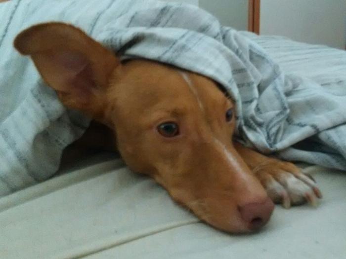 NuevaVidaAdop's tweet photo. MADRID URGENTE
POLIZON 2años 12kg
SUPERsociable con 🐶🐱,tierno,superando miedos
#madrid #adoptanocompres #adopcion
facenuevavida@gmail.com https://t.co/KJt3Wv5fuI
