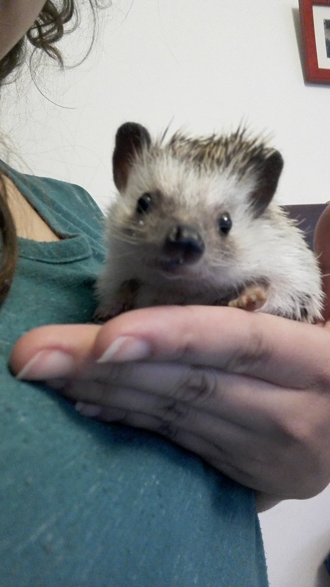 LioraParton's tweet photo. Sleepy Sunday
#Tarci #hedgehog #myr https://t.co/HtKN7JqbFp
