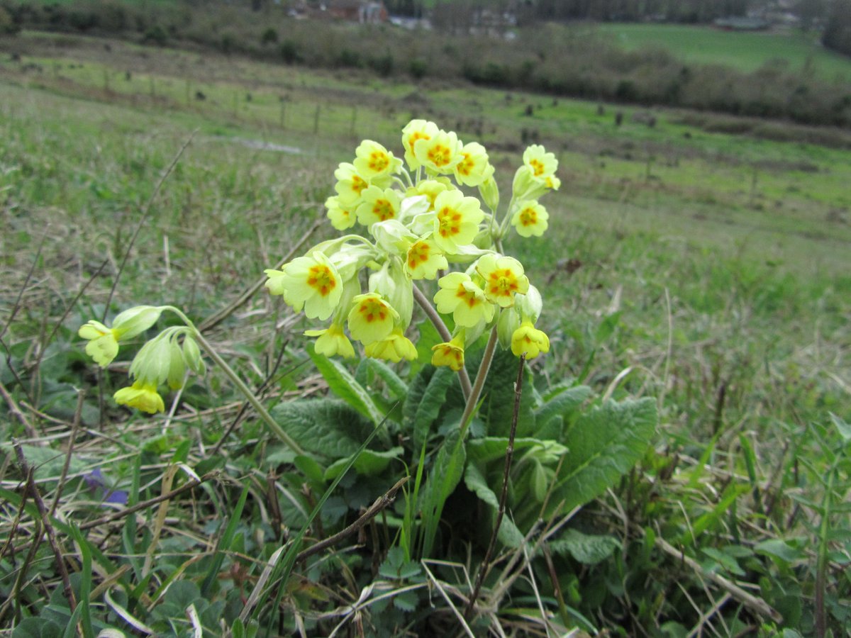 DavidKentNature's tweet photo. #cowslip #muscari #stinkinghellebore at Darland Banks today @KentWildlife for #wildflowerhour @BSBIbotany - the Hellebore did not stink ๐ https://t.co/t1vJ9Vf3Qk