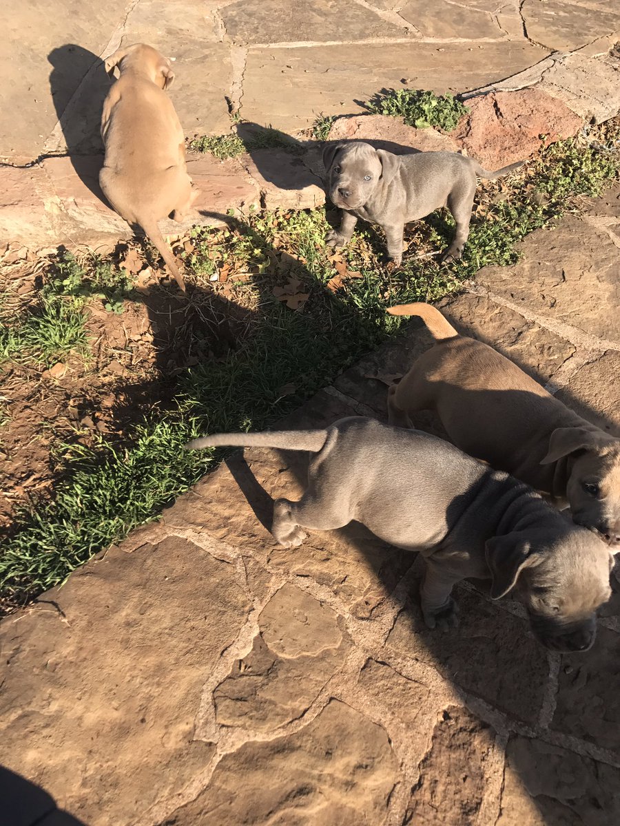 Xtremleyblessed's tweet photo. I told them hold the yard down while I'm in Texas @24k_kennels Located in Oklahoma City #24kkennels #bully #bullygang #BullyQueen 🔥💪🏾🐶👑 https://t.co/LurNLY4x3A