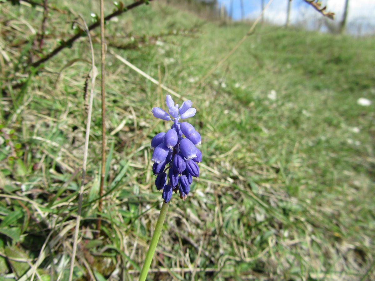 DavidKentNature's tweet photo. #cowslip #muscari #stinkinghellebore at Darland Banks today @KentWildlife for #wildflowerhour @BSBIbotany - the Hellebore did not stink ๐ https://t.co/t1vJ9Vf3Qk
