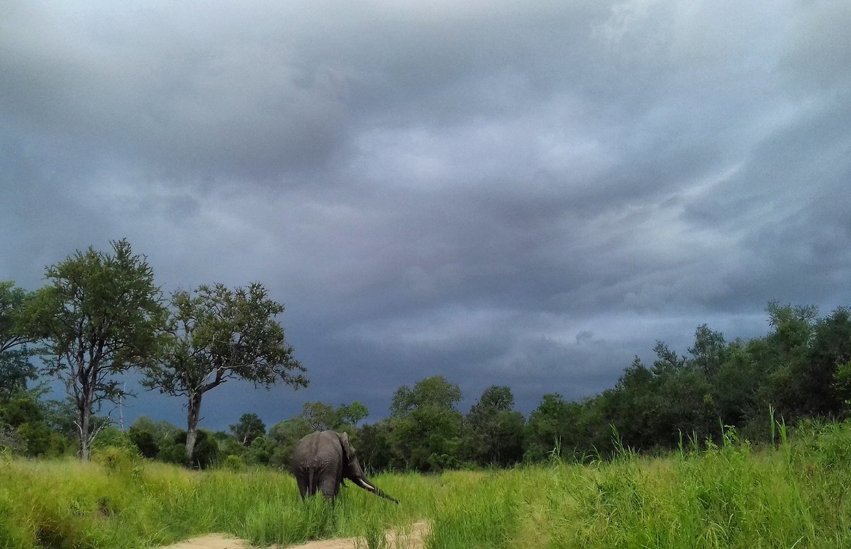 LeopardHills's tweet photo. Summer Landscapes on Safari
#Elephant #Safari #SouthAfrica #LeopardHills #Wildlife #LuxuryTravel https://t.co/e2nGQgxvjc