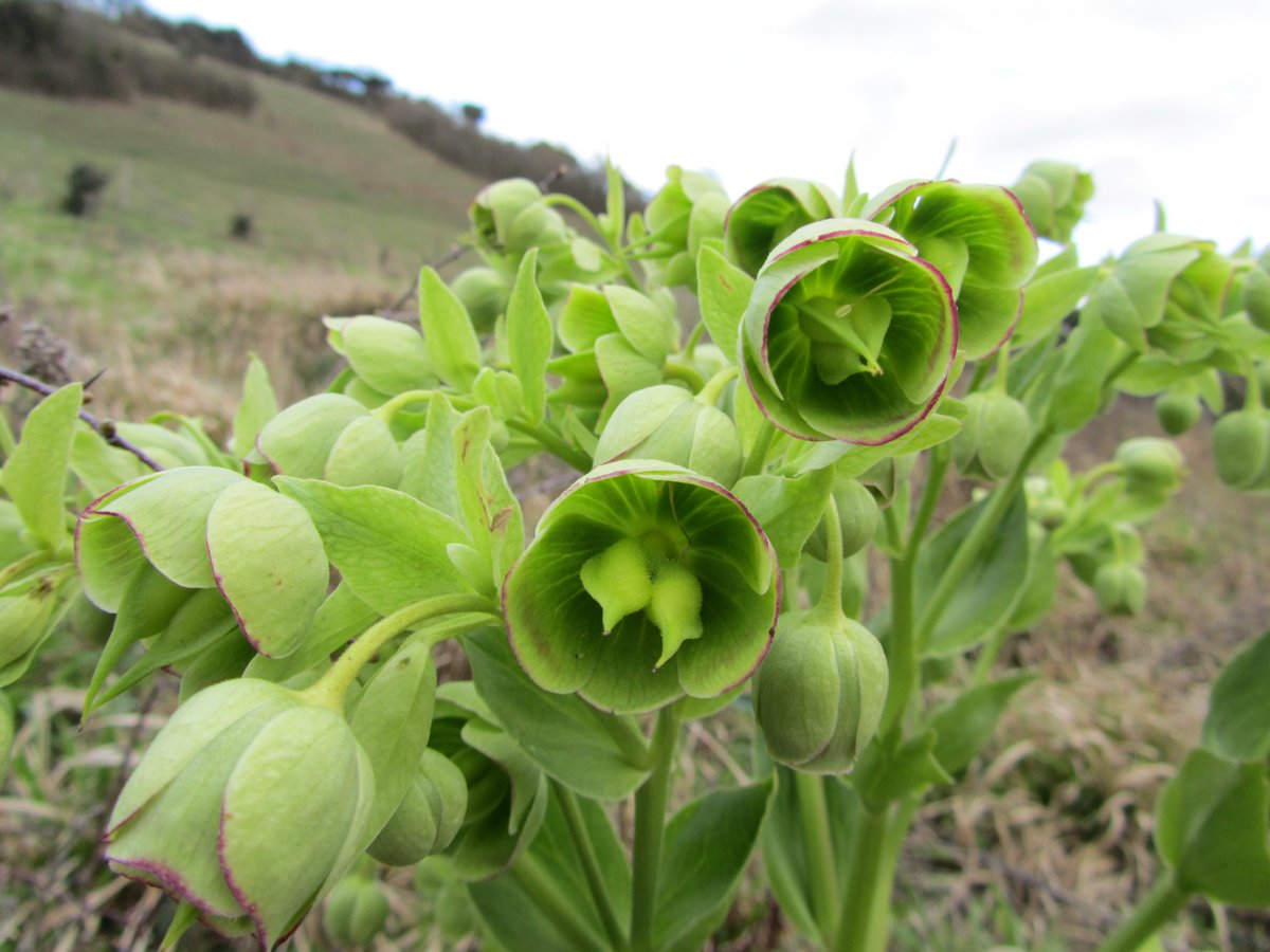 DavidKentNature's tweet photo. #cowslip #muscari #stinkinghellebore at Darland Banks today @KentWildlife for #wildflowerhour @BSBIbotany - the Hellebore did not stink ๐ https://t.co/t1vJ9Vf3Qk