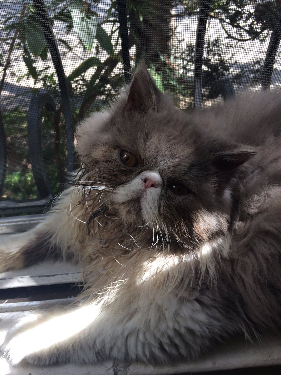 AmyDresner's tweet image. When you have a pure bred kitty that ALWAYS looks like he just got out of the garbage. (Now I know how my parents must feel.)
#garbageface