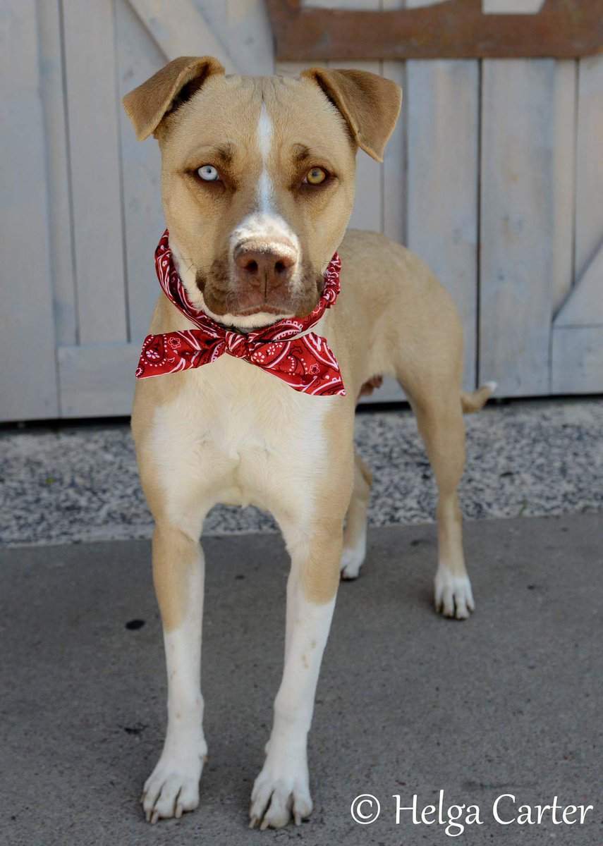 lucky paws coronado center