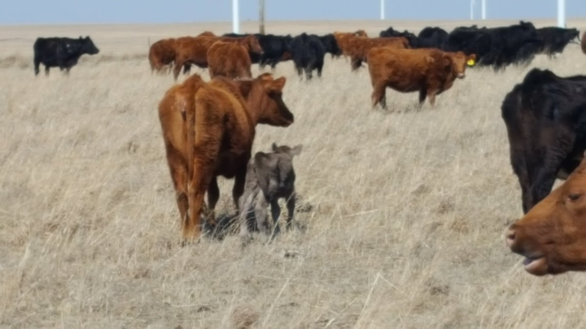 GrazeThePrairie's tweet photo. Our first Murray Grey/Red Angus calf 2017. 
#GrassFedBeef #GrazeThePrairie #OnPasture #LaVidaLocal #HolisticManagement https://t.co/KzUO7GiM8f