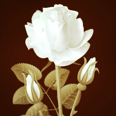 cnoto30 tweet picture
