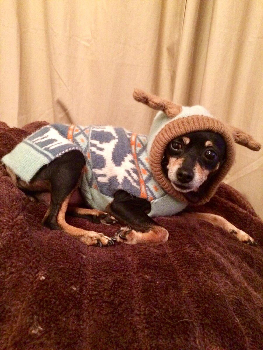 _PreciousPaws's tweet image. The new member of the pack. Meet star!!