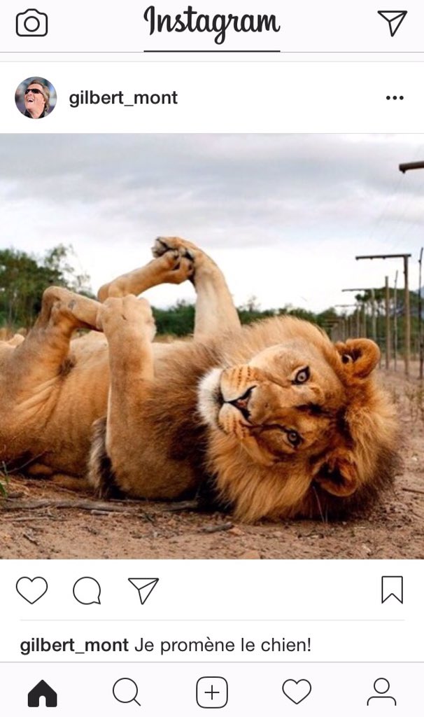 RemynouLeChat's tweet image. Je suis allé sur le compte Instagram de Gilbert Montagné... C'est spécial...