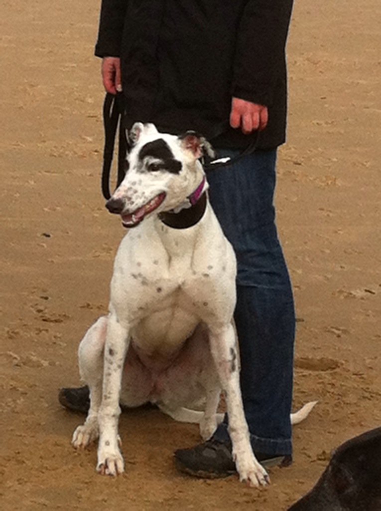 PomPomWhippet's tweet image. Looka, looka! Luvly Dusty on Tynemowf beach x  @Dustygreyhound @casalindi