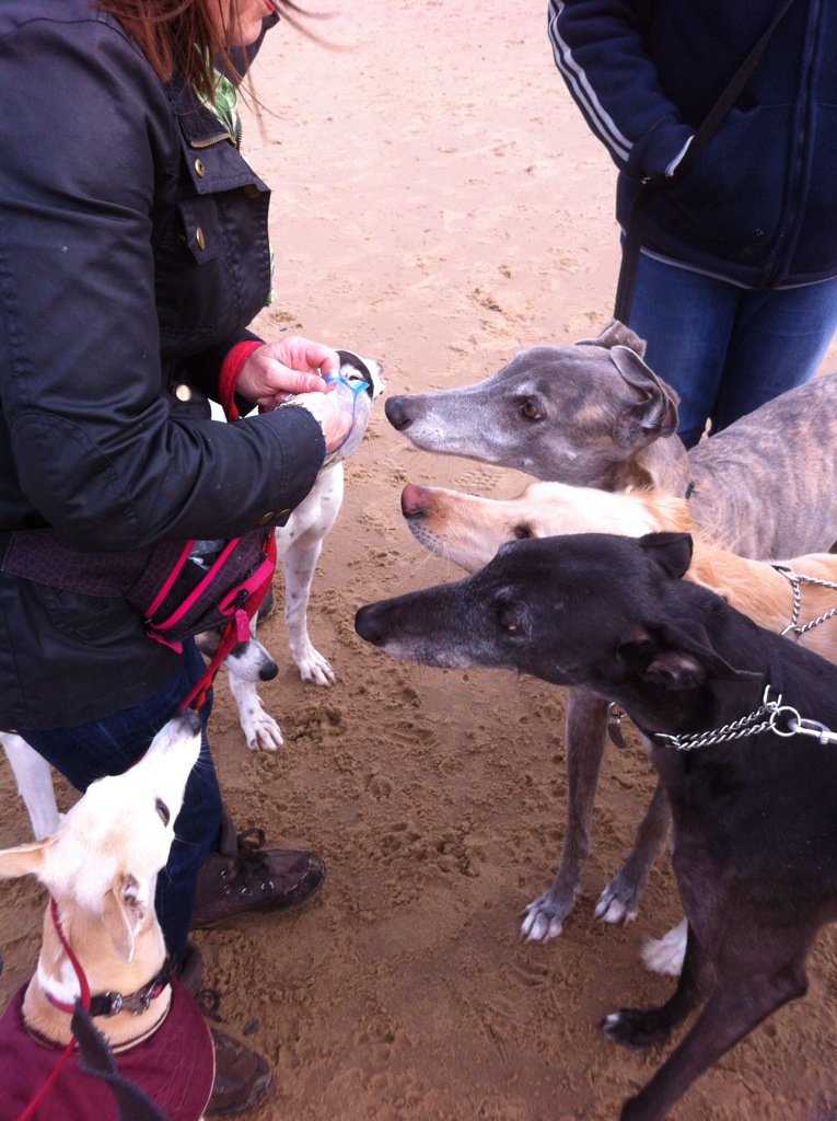 PomPomWhippet's tweet image. MrsKai @casalindi handin&apos; owt da tweets! She baked nommy cheez straws  x #CullercoatsHoundWalk @Dustygreyhound
