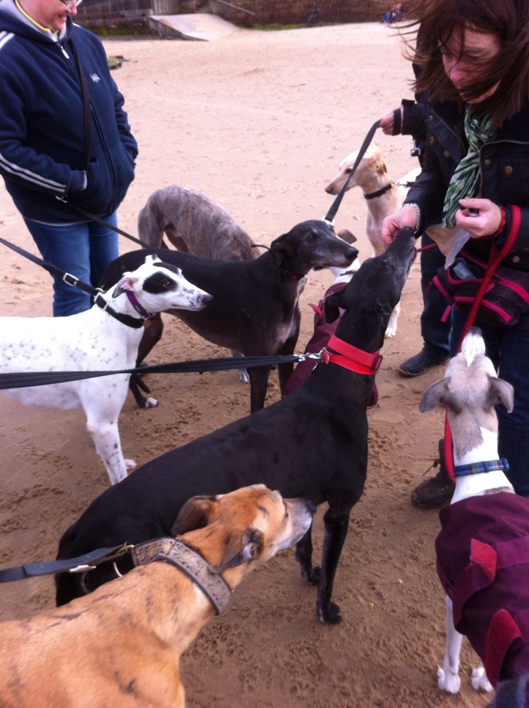 PomPomWhippet's tweet image. MrsKai @casalindi handin&apos; owt da tweets! She baked nommy cheez straws  x #CullercoatsHoundWalk @Dustygreyhound