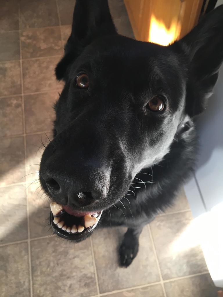 awwwthatscute's tweet photo. This is Daxter. Part time guard dog, full time food thief. https://t.co/7BqT2esNMp