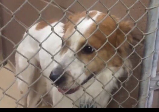 reddogsusie's tweet photo. #TX #HARRISCOUNTY #HOUSTON #SOS 
🆘🆘Benny 2yo #Setter/#Spaniel mix longs 4 a life SHELTER FULL #adopt #rescue #pledge
https://t.co/4PNmaK6ocF https://t.co/vxYGDX2tBo