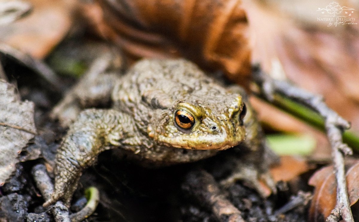 byNatDavidson's tweet photo. The Common Toad 'Bufo Bufo'. Its eyes have a horizontal pupil which is copper in colour. https://t.co/p5gyxSaocC