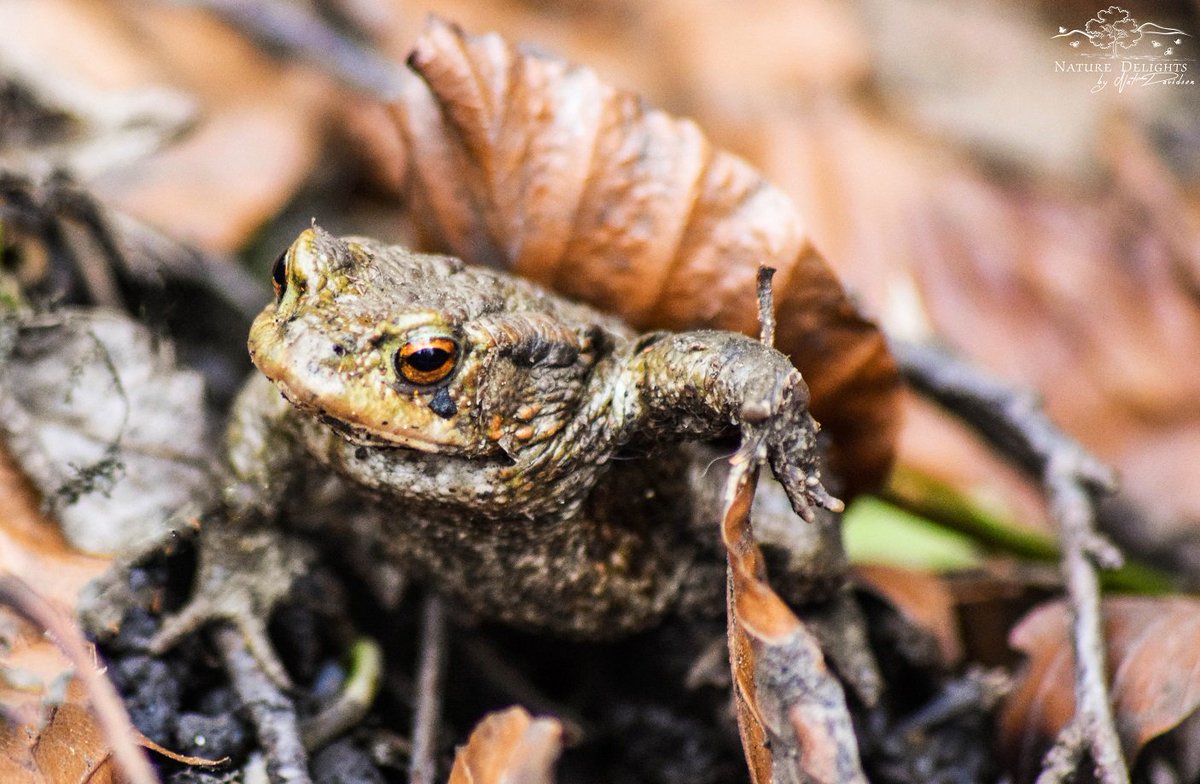 byNatDavidson's tweet photo. The Common Toad 'Bufo Bufo'. Its eyes have a horizontal pupil which is copper in colour. https://t.co/p5gyxSaocC