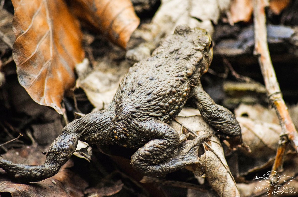 byNatDavidson's tweet photo. The Common Toad 'Bufo Bufo'. Its eyes have a horizontal pupil which is copper in colour. https://t.co/p5gyxSaocC