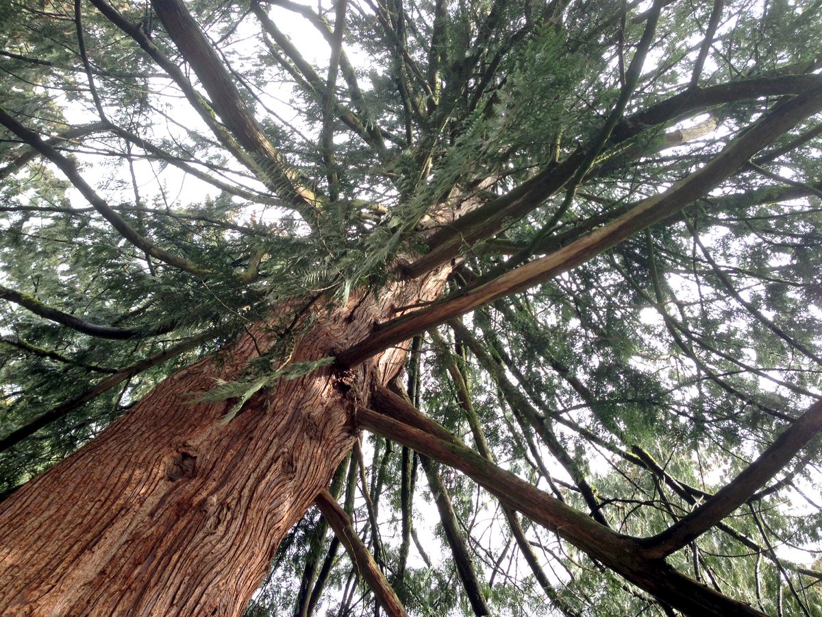 ChrisseaTea's tweet photo. #Treesarehealing ππ²ππ²ππ² #ProtectTrees https://t.co/eqq7LAufT5
