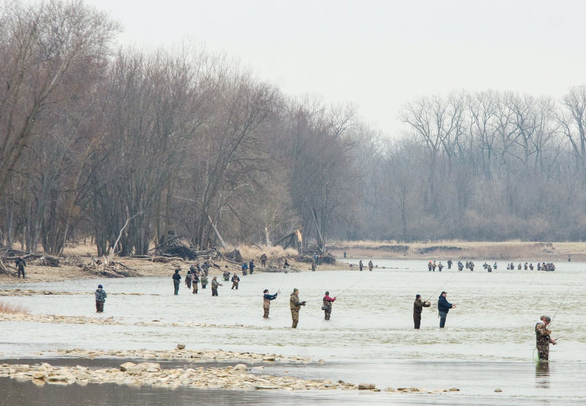 It's begun. Walleye run on the Maumee River. #walleye #walleyerun <a href="/Maumee_river/">Maumee_River_Report</a>