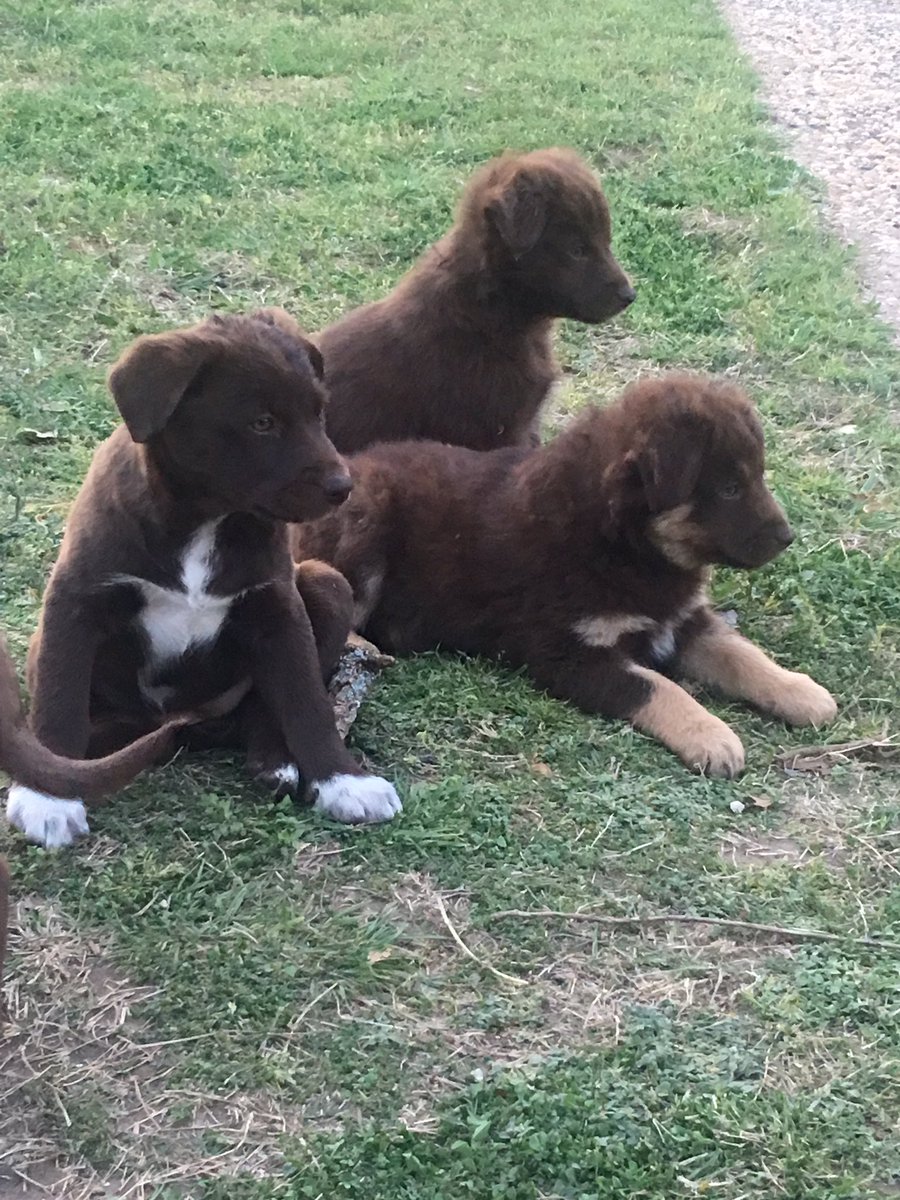 plexus1510's tweet image. These are some of my pups!!!#MakingGoodBolder